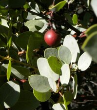 Arctostaphylos glauca Fruit